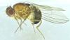 Drosophila funebris